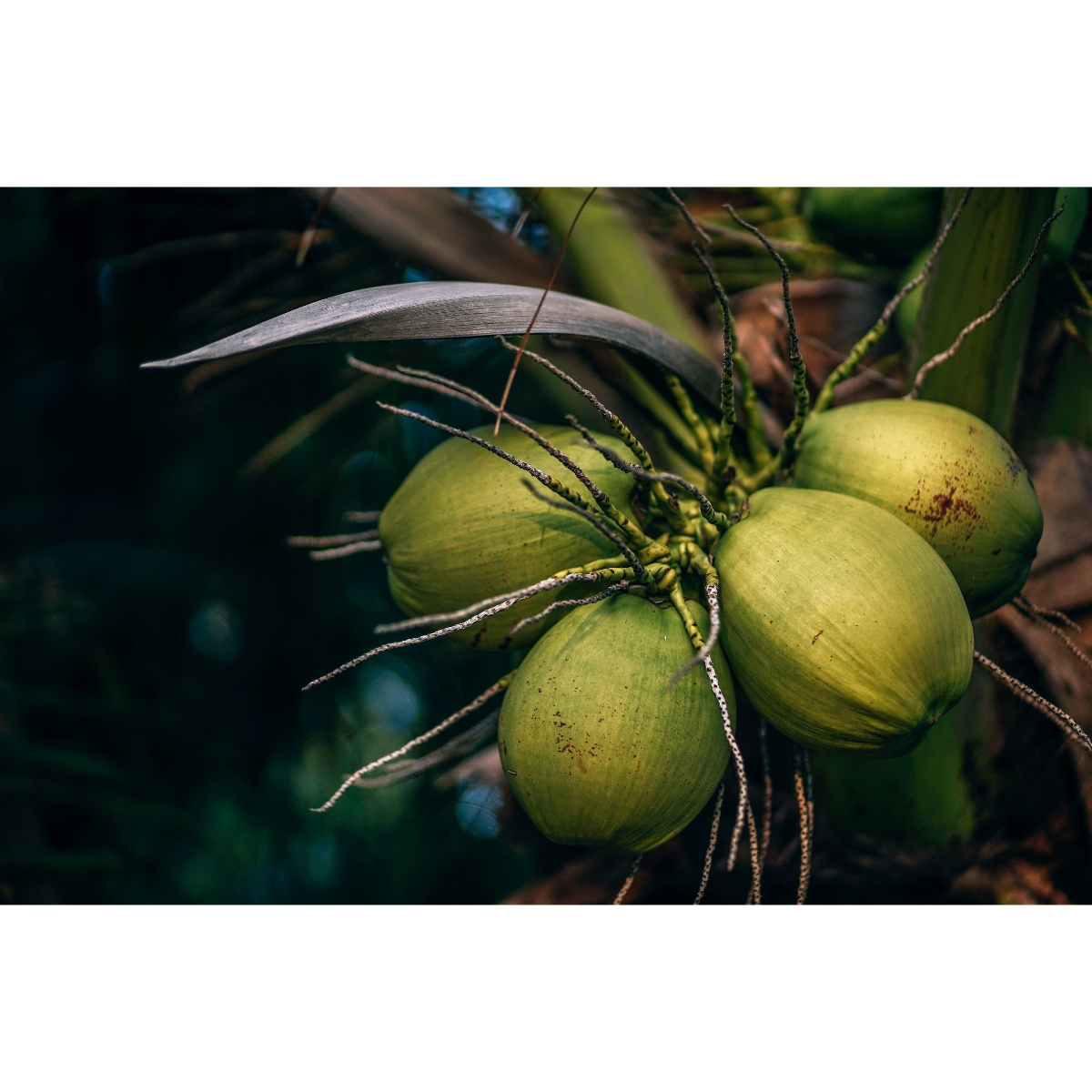 Goan Coconut Vinegar