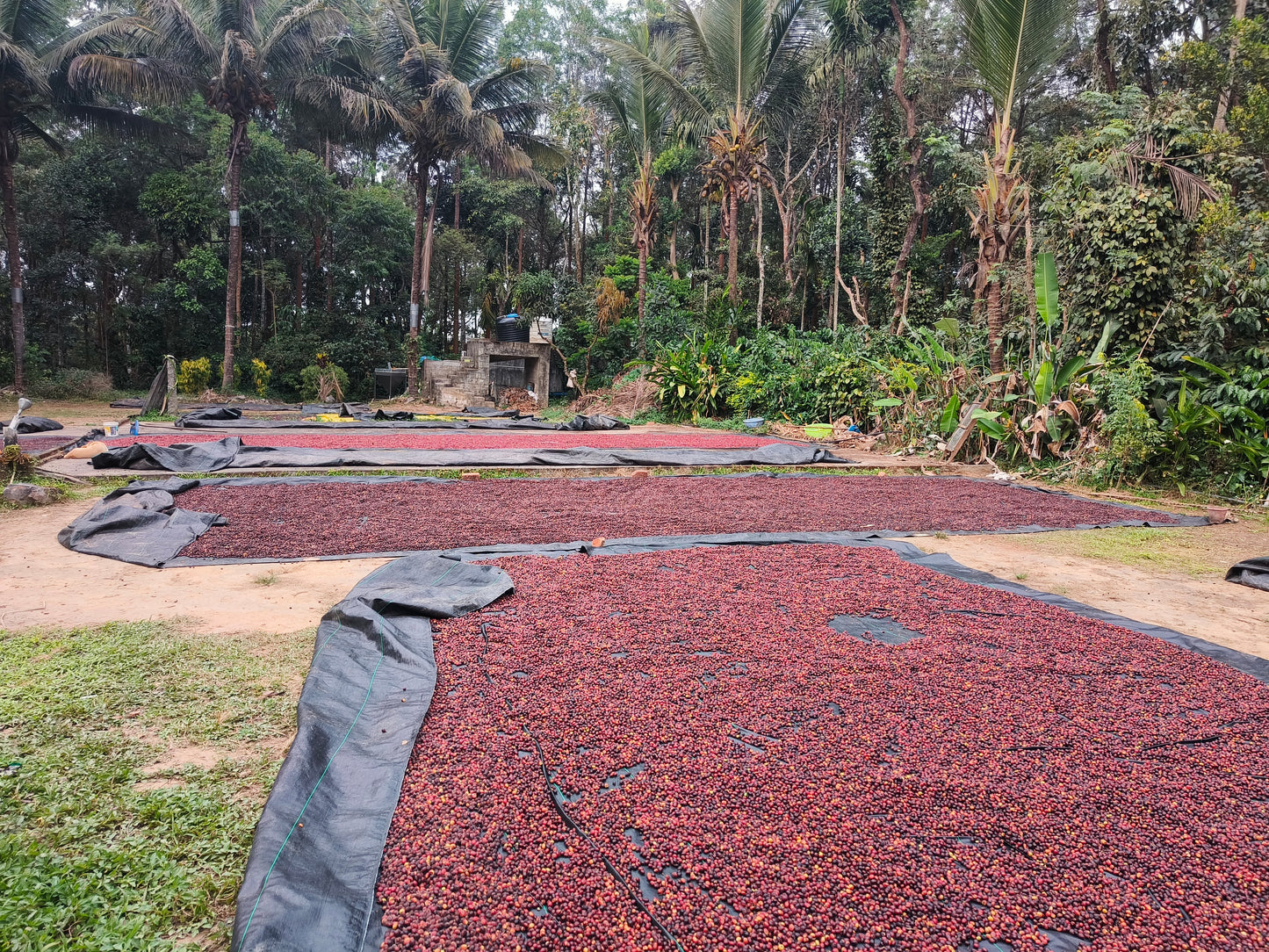 Arabica coffee beans sun drying