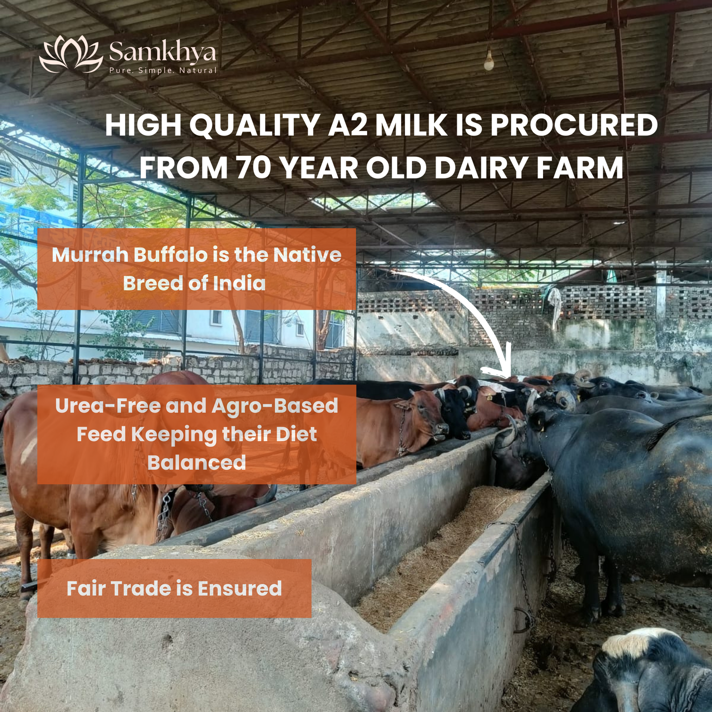 Samkhya A2 Buffalo Ghee | Bilona Ghee from Cultured Cream
