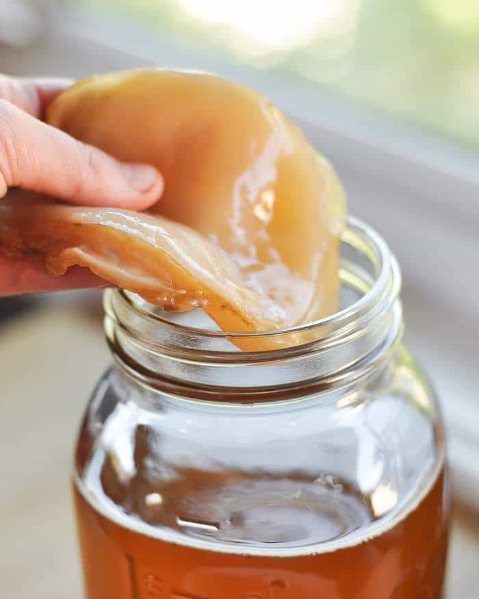 Kombucha Scoby Sattvic Foods