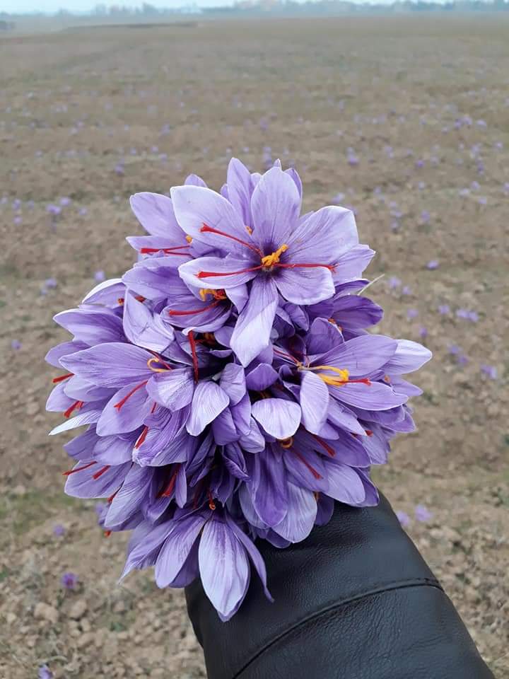 Kashmiri Mongra Saffron sattvicfoods