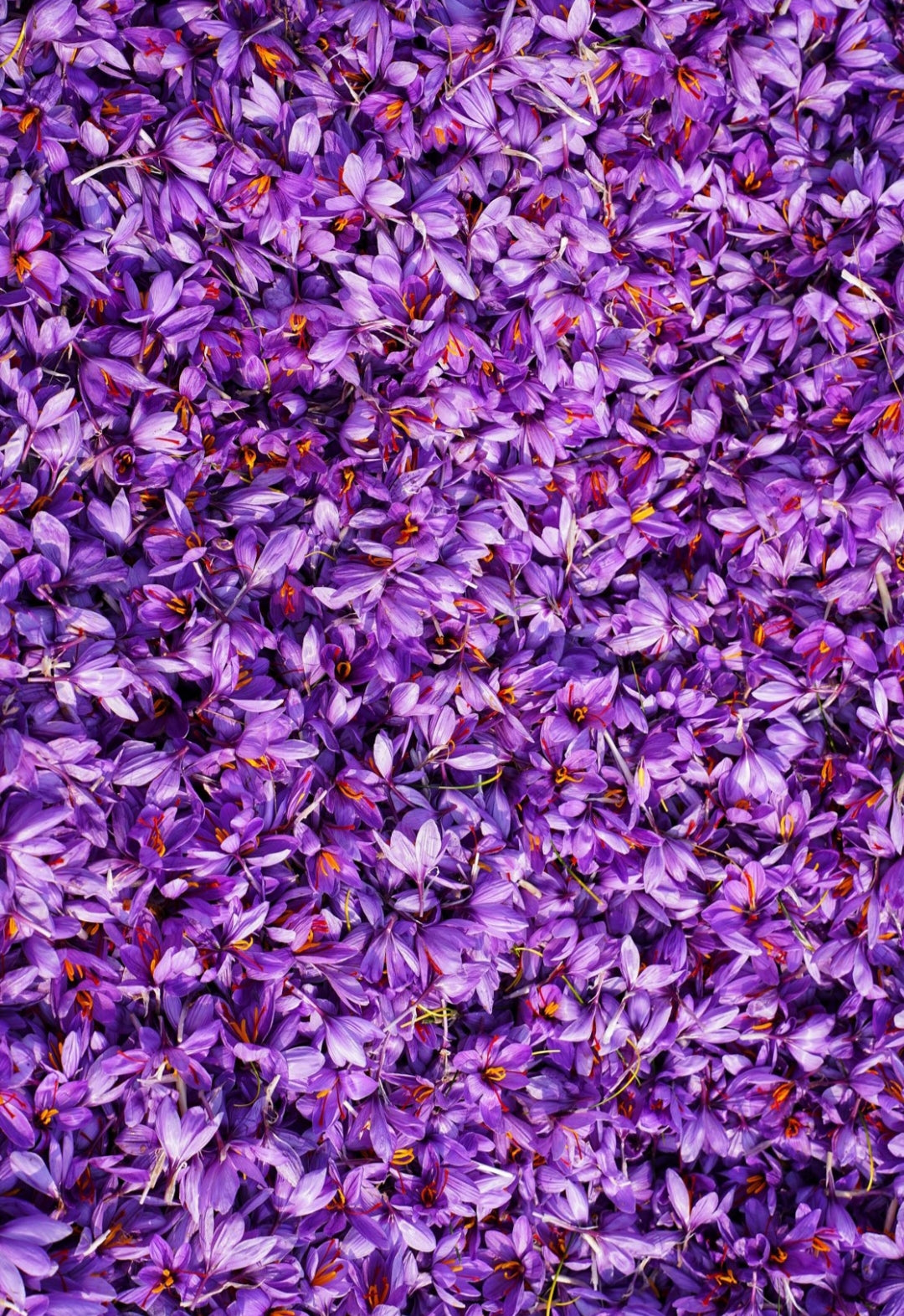 Kashmiri Mongra Saffron sattvicfoods