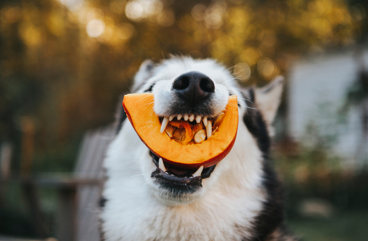 Can dogs eat pumpkin seeds