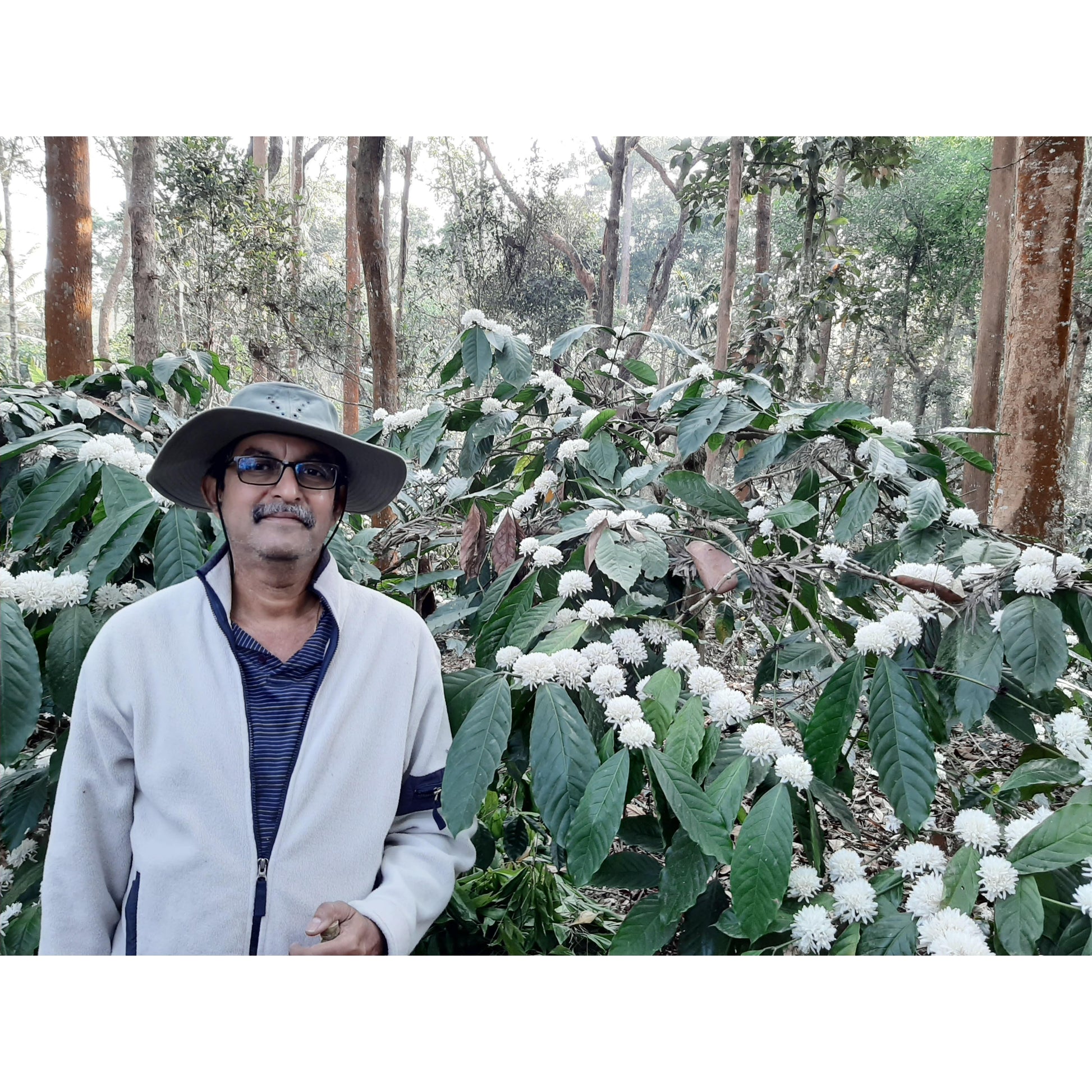 Farmer of Arabica Coffee Plantation