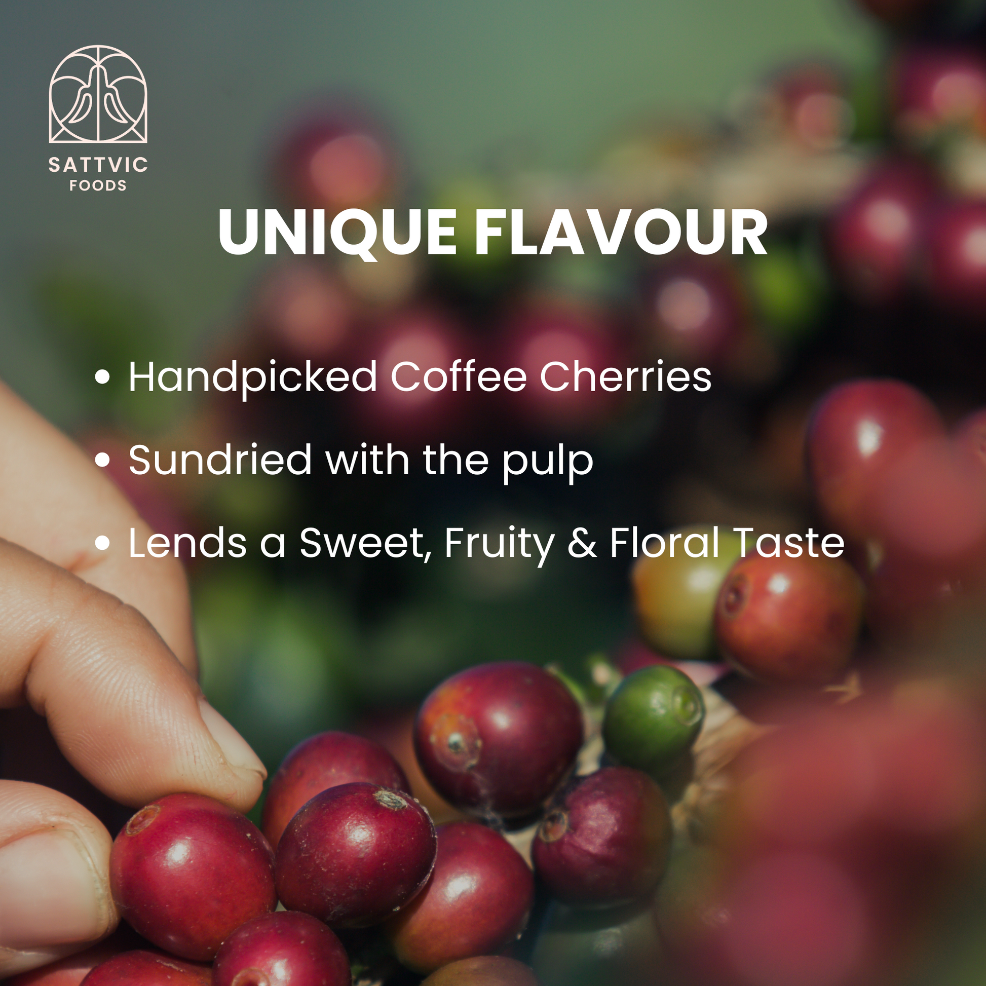 Organic Arabica Coffee Powder