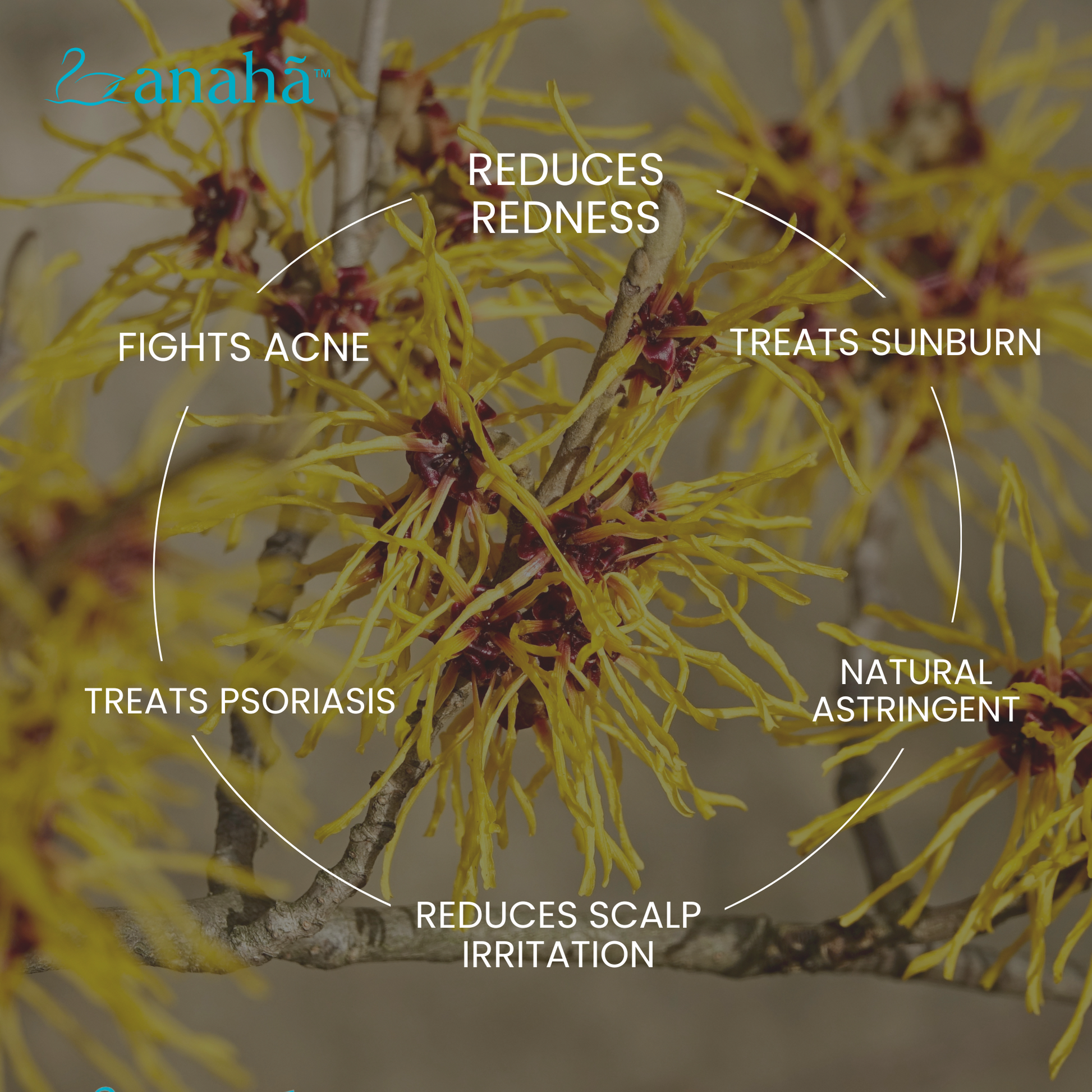 Witch Hazel Distillate | Certified Organic