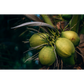 Goan Coconut Vinegar