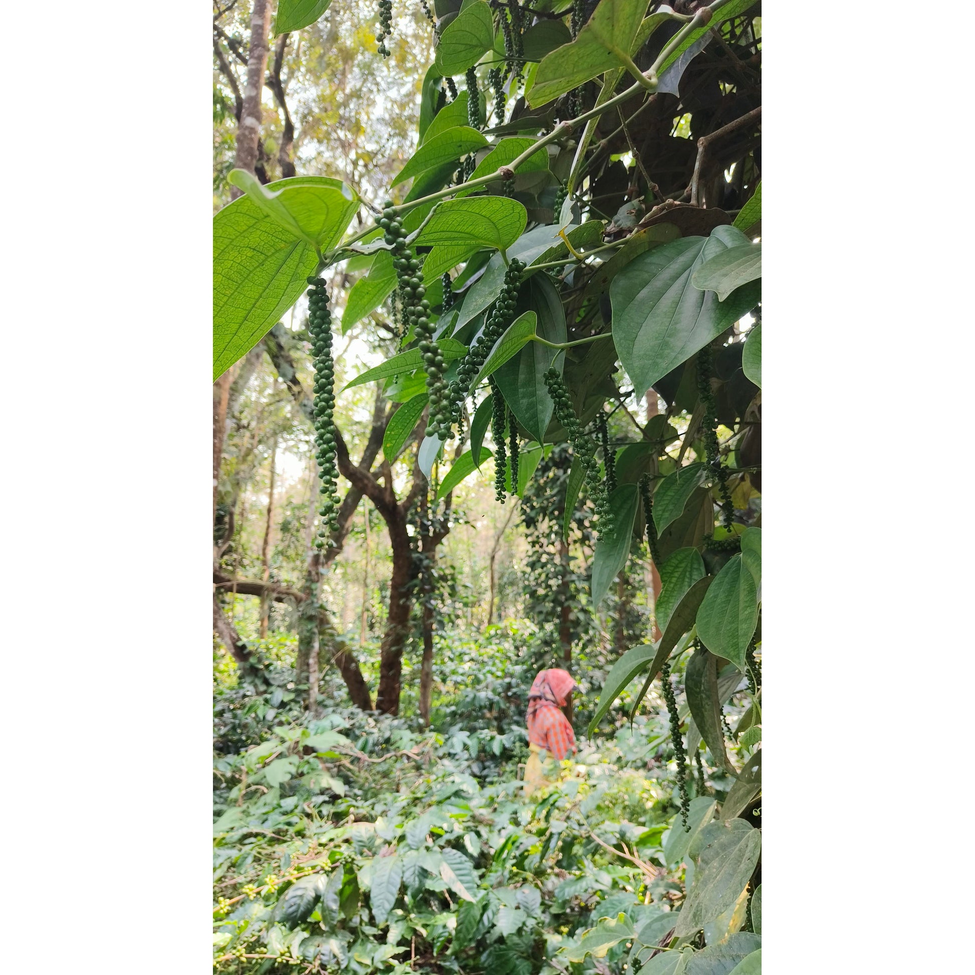 Arabica Coffee Unripe Cherries