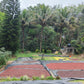 Arabica coffee beans sun drying