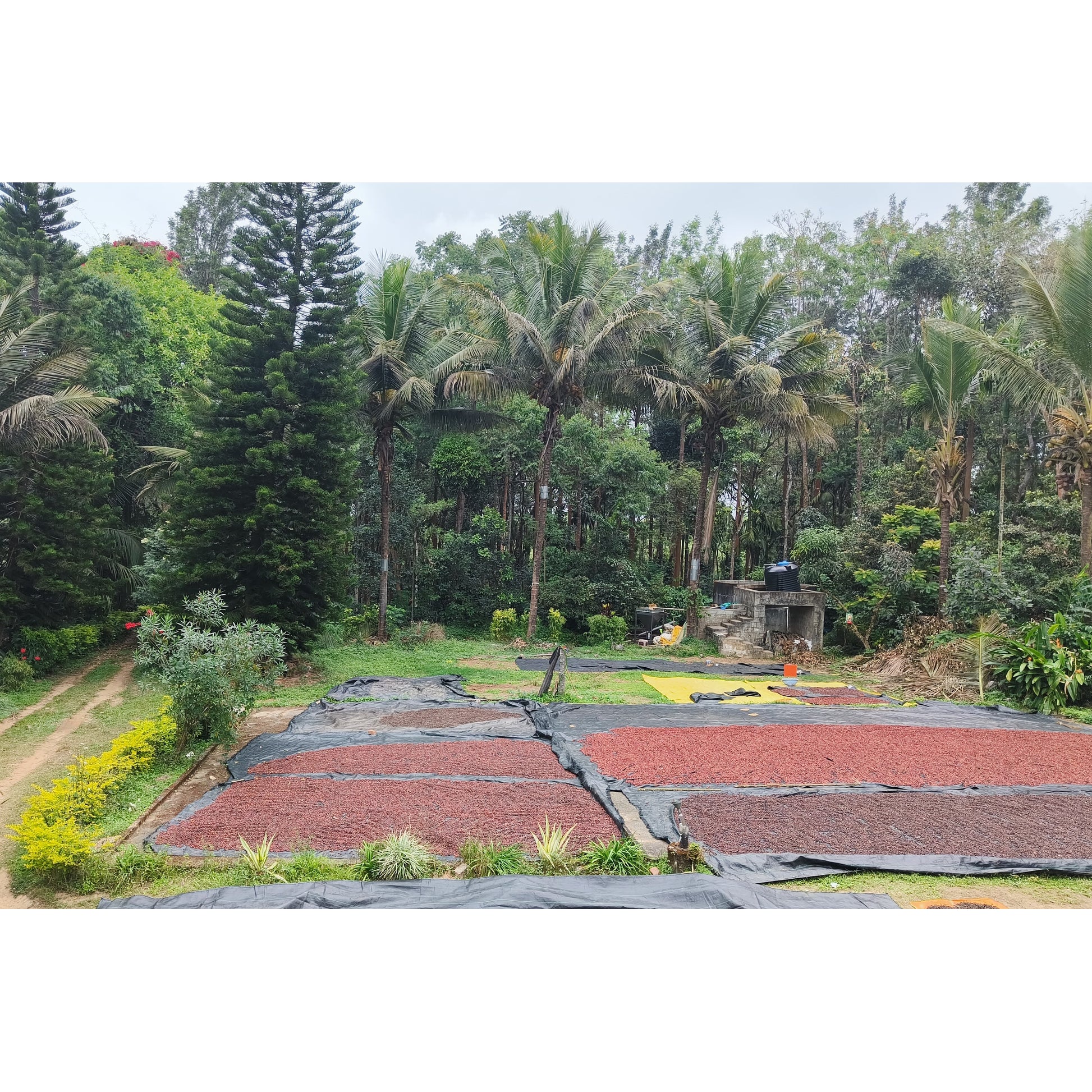 Arabica coffee beans sun drying