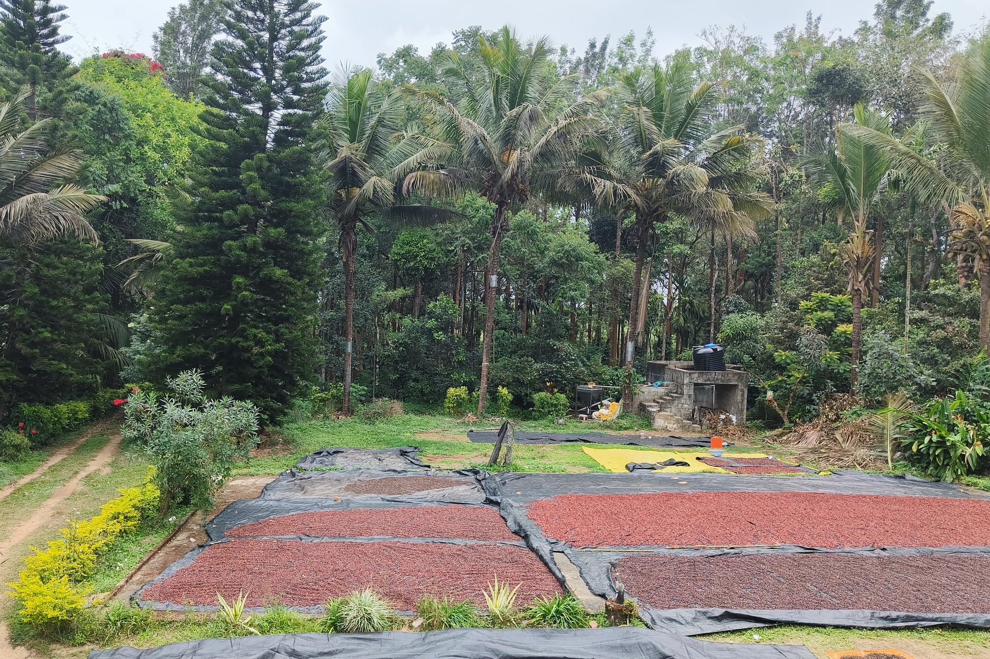 Arabica coffee beans sun drying
