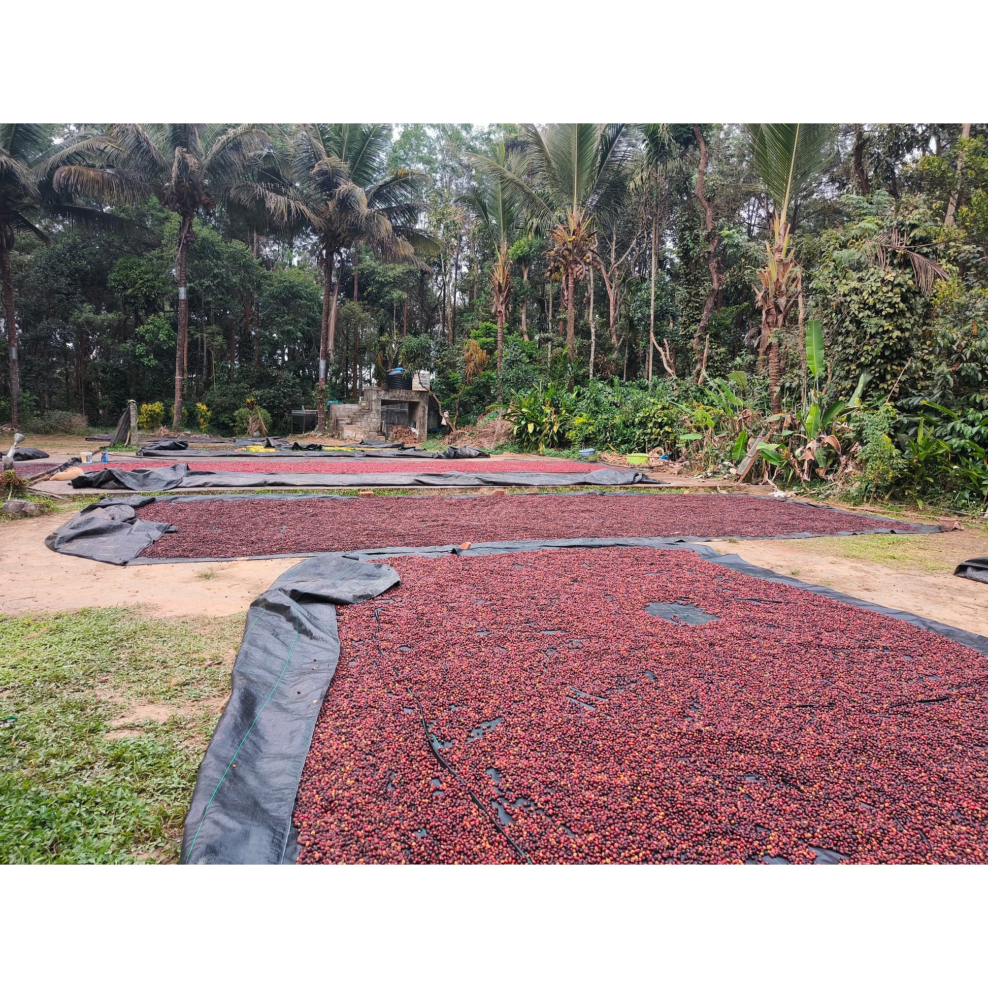 Arabica coffee beans sun drying