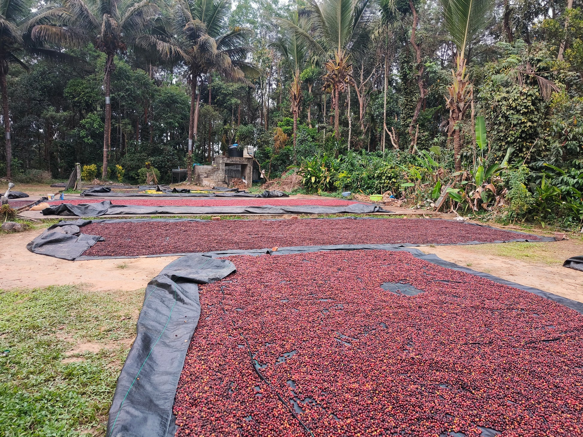 Arabica coffee beans sun drying