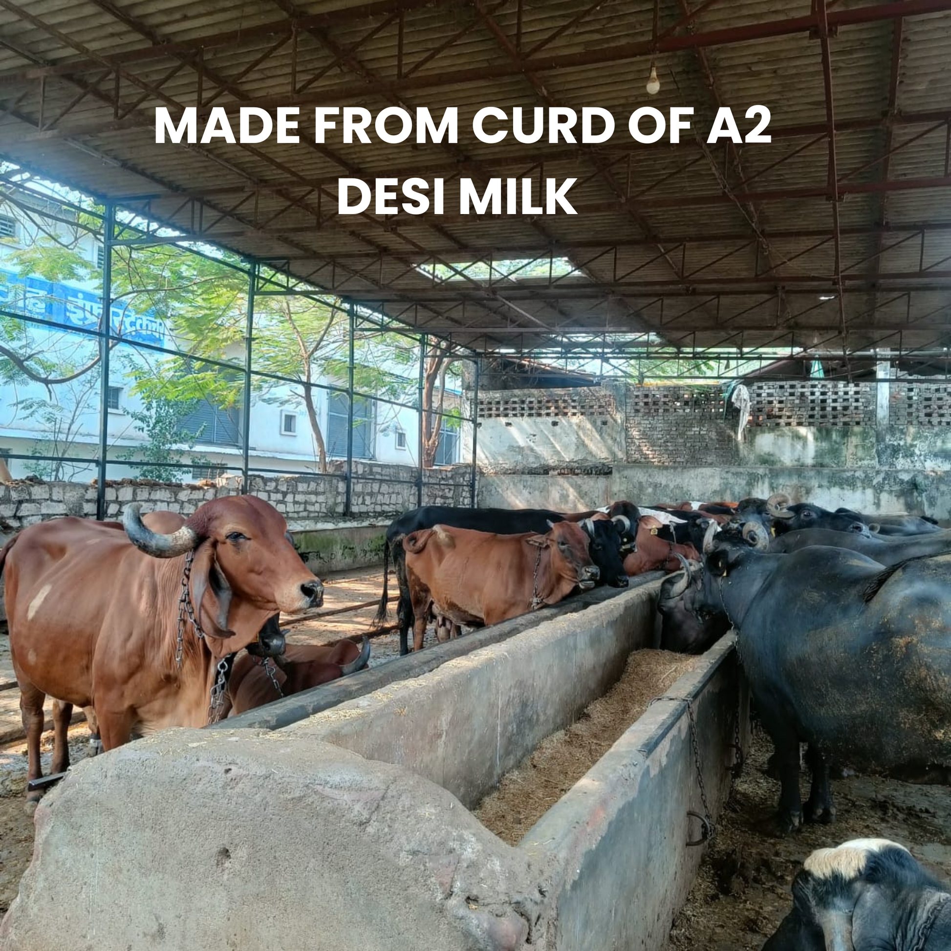 Samkhya A2 Desi Ghee | Bilona Ghee from Cultured Cream