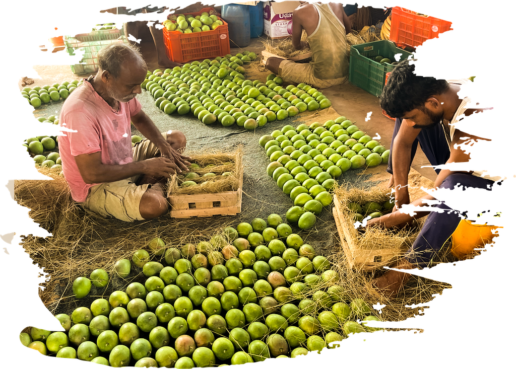Devgad Mango Farmers