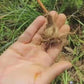 Kashmiri Mongra Saffron