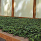 Foyts Farm: Organic Black Peppercorns www.sattvicfoods.in