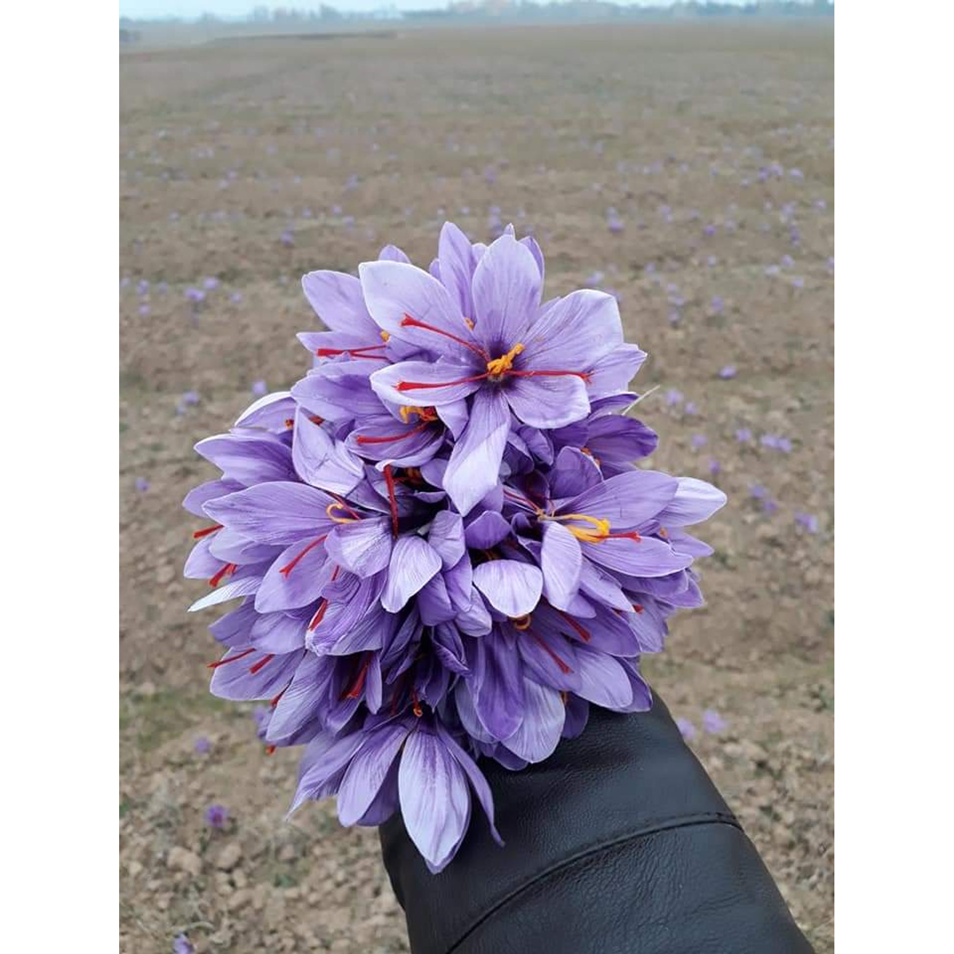 Kashmiri Mongra Saffron sattvicfoods