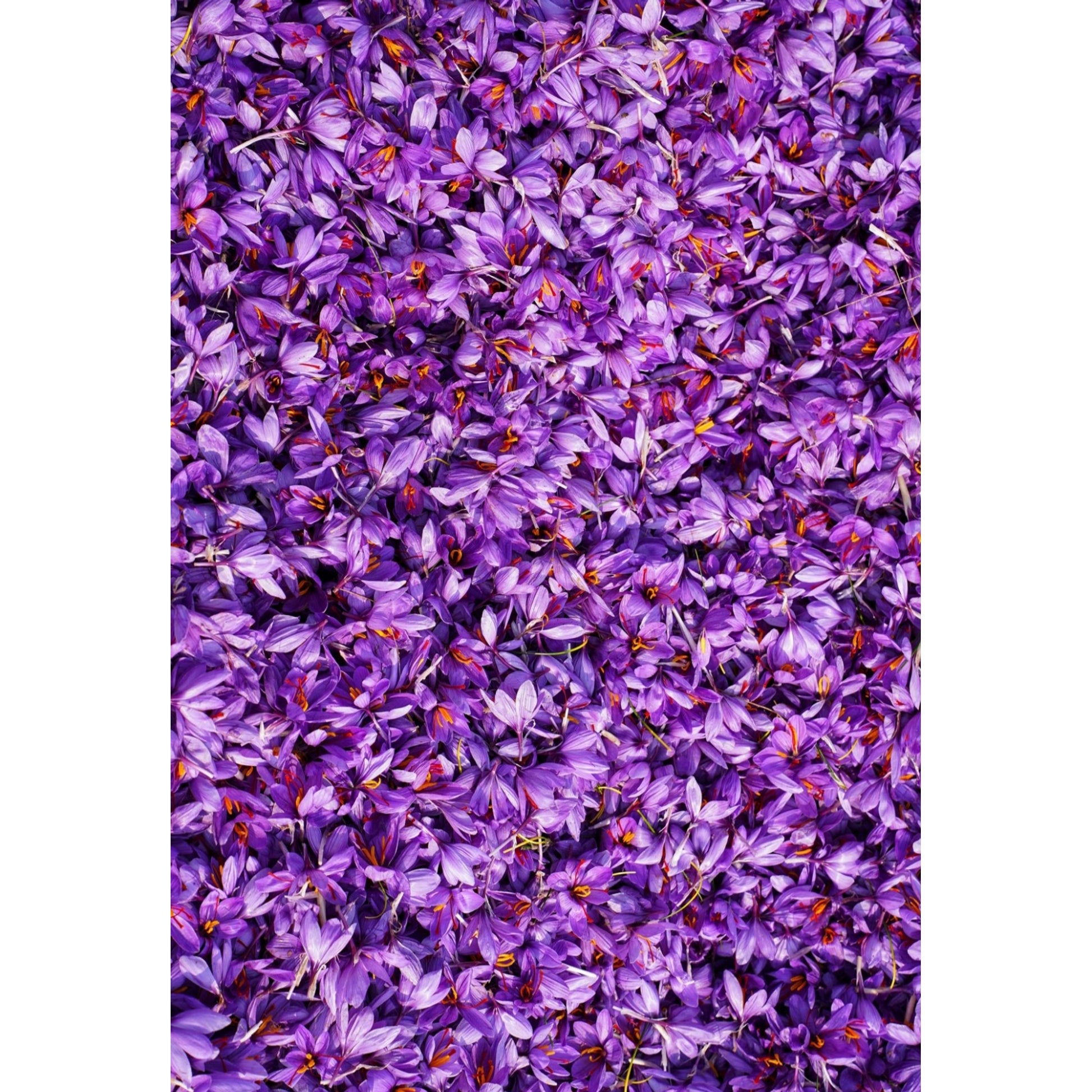 Kashmiri Mongra Saffron sattvicfoods