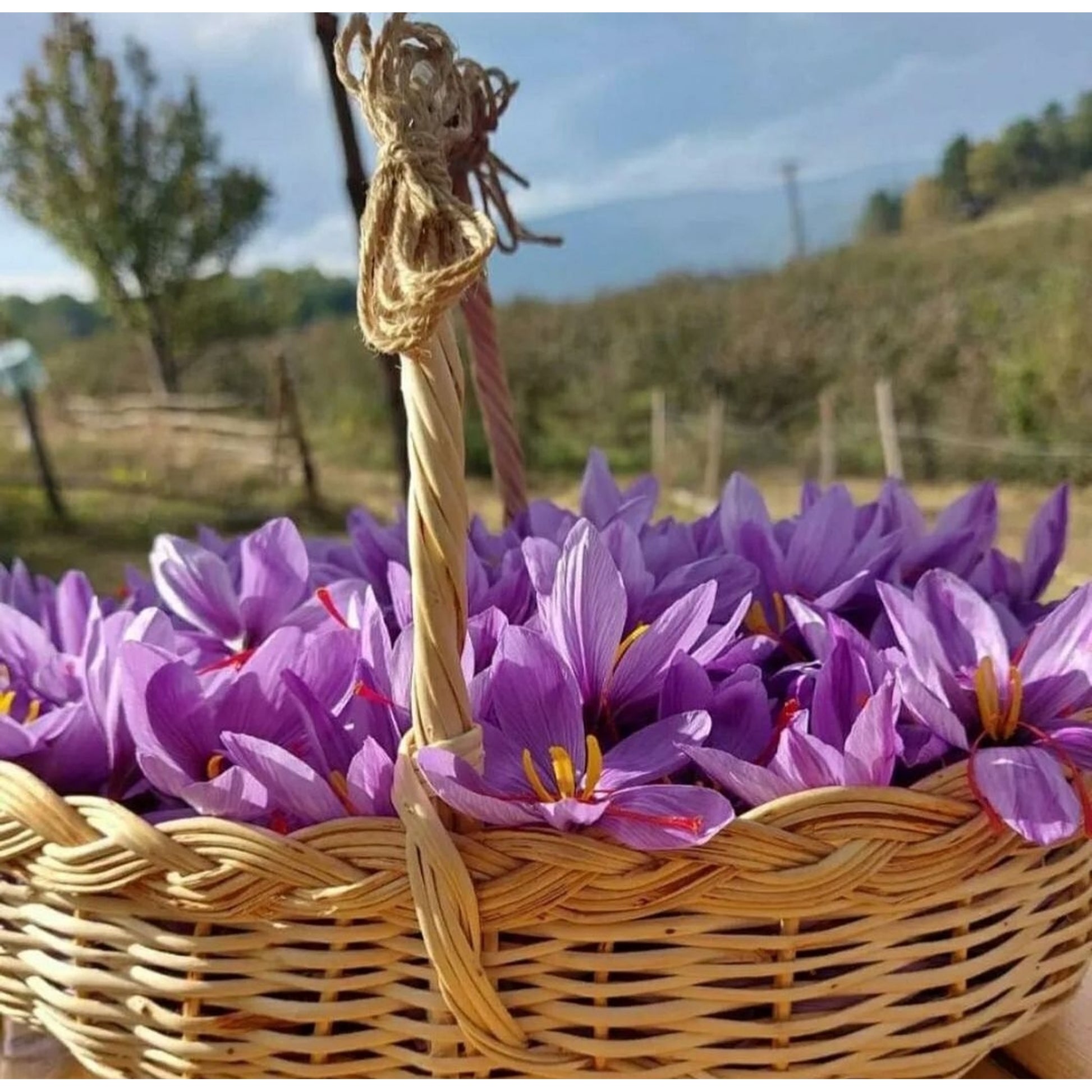 Kashmiri Mongra Saffron sattvicfoods