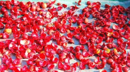 Cut Kokum being dried